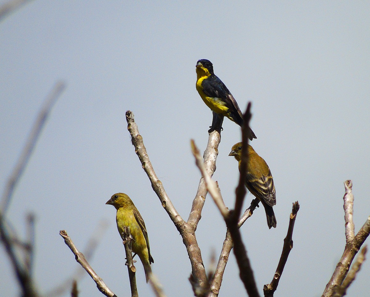 Lesser Goldfinch - ML302818381