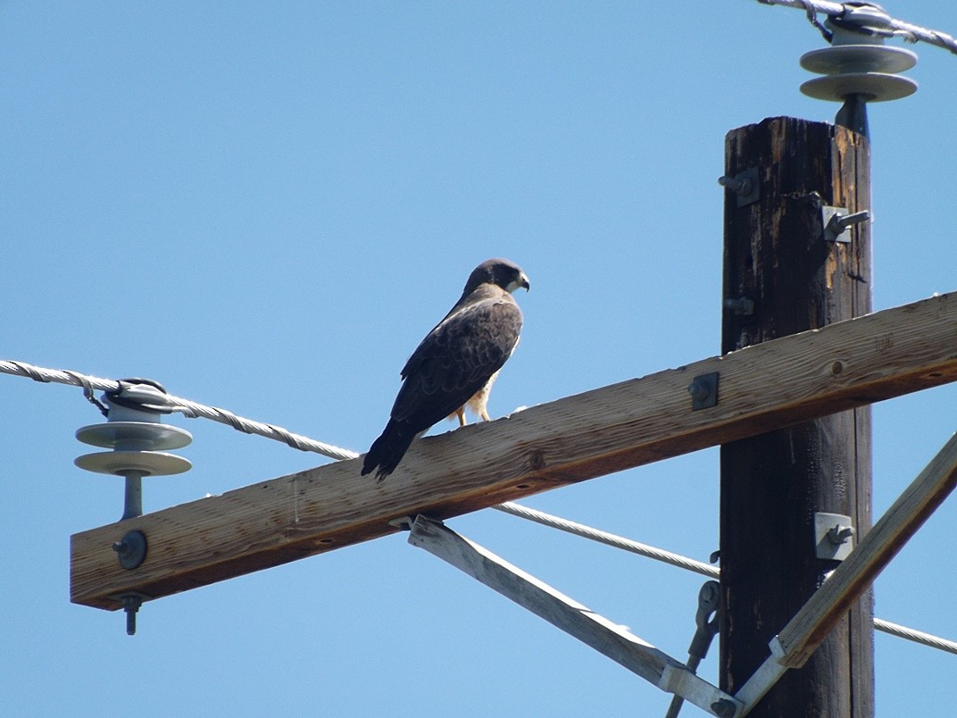 Swainson's Hawk - ML30281881