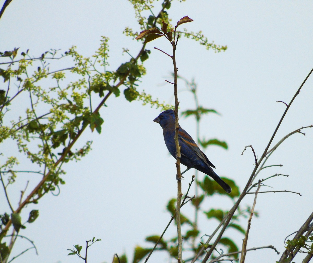 Blue Grosbeak - ML302818811