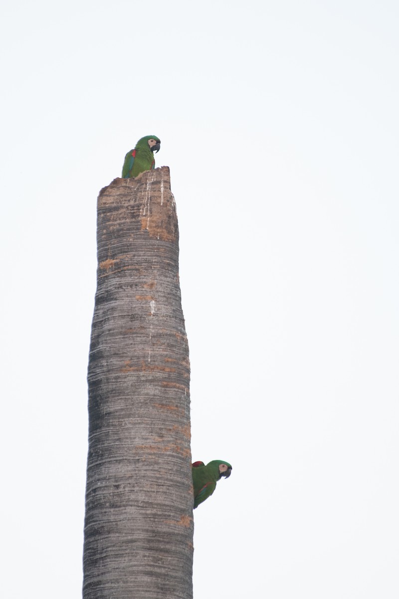 Chestnut-fronted Macaw - ML302819061