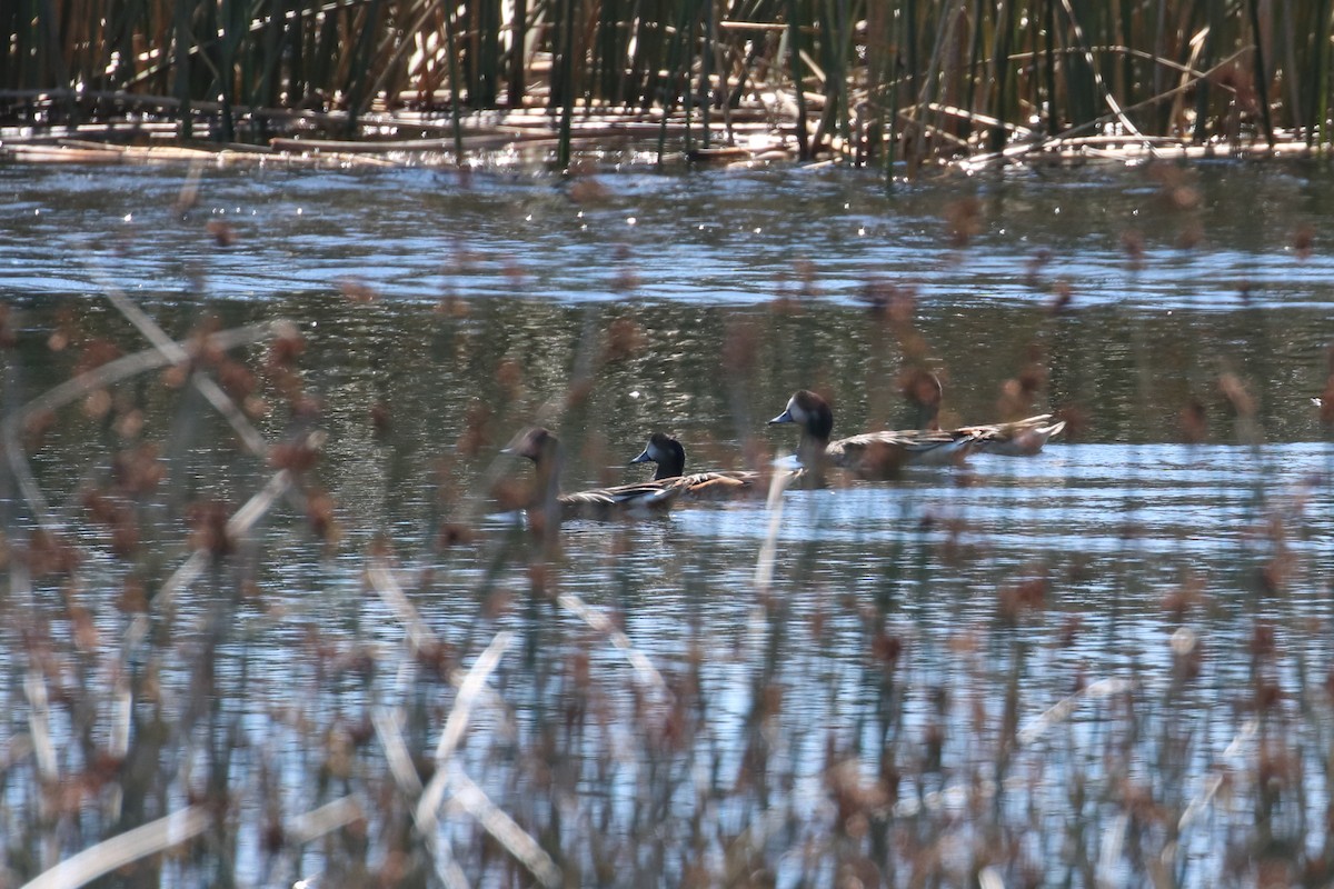 Chiloe Wigeon - ML302819751