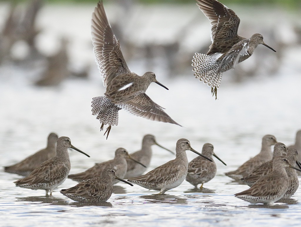 Long-billed Dowitcher - ML302819791