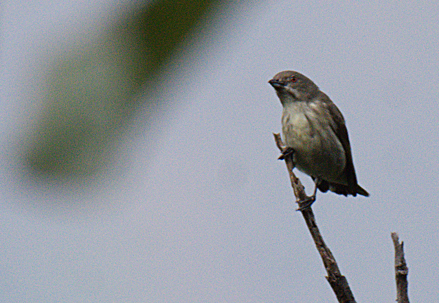 Thick-billed Flowerpecker - ML302819921