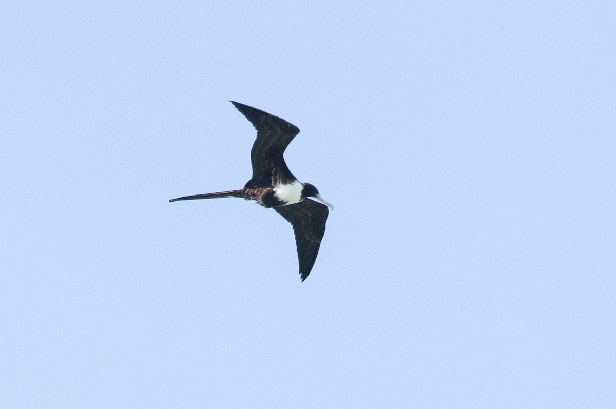 Magnificent Frigatebird - ML302820271