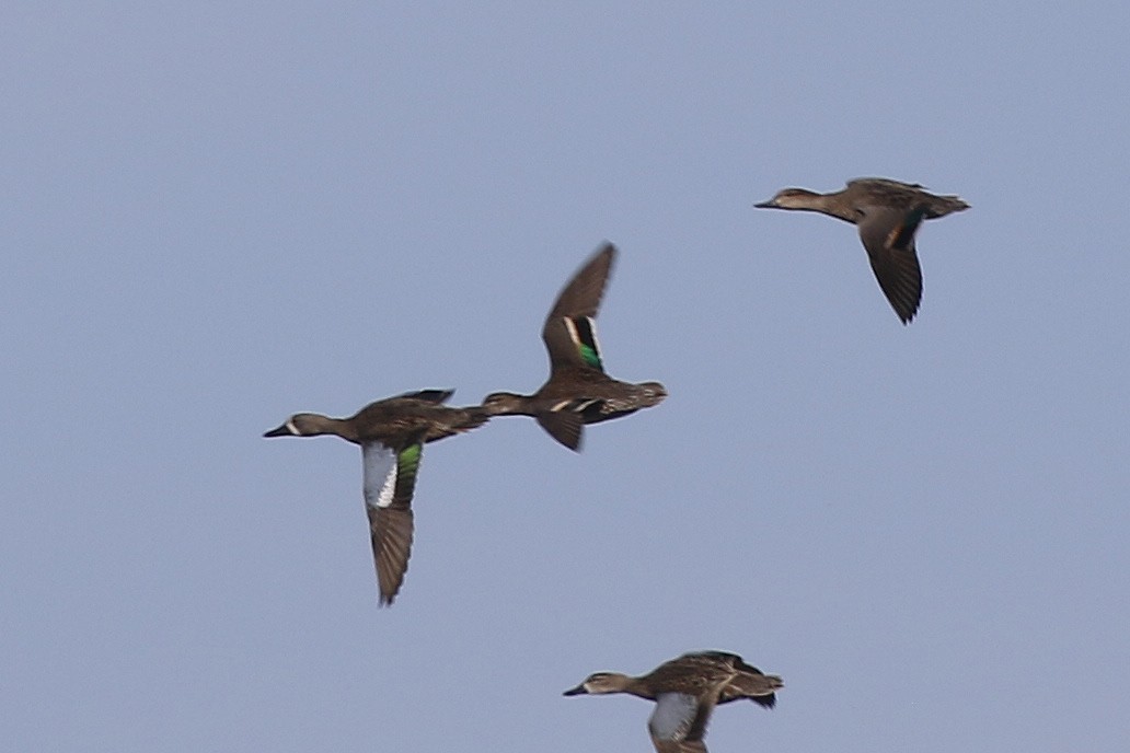 Green-winged Teal - ML302820591