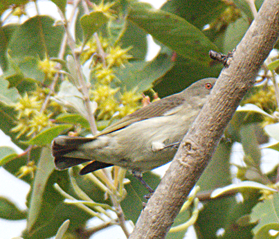 Thick-billed Flowerpecker - ML302820721