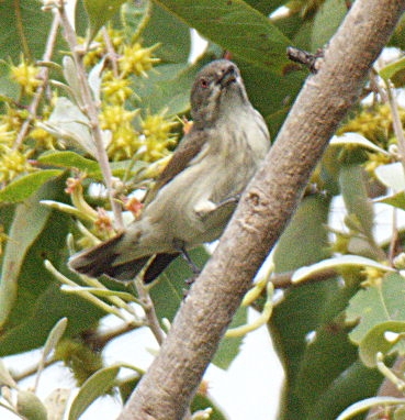 Thick-billed Flowerpecker - ML302820901