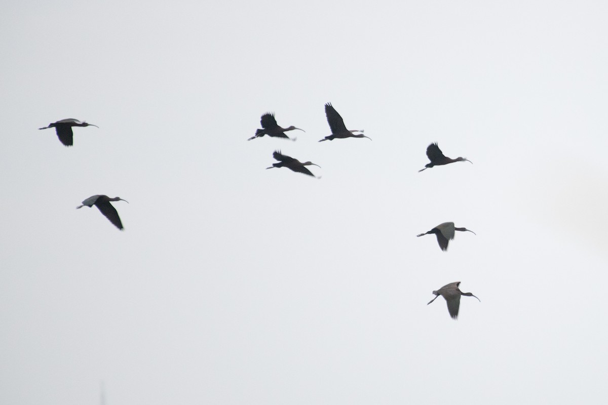 Glossy Ibis - ML302821331