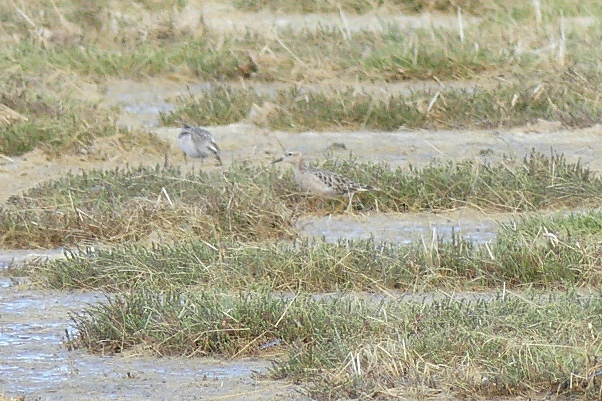 Buff-breasted Sandpiper - ML302821621