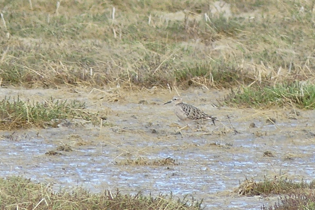 Buff-breasted Sandpiper - ML302821651