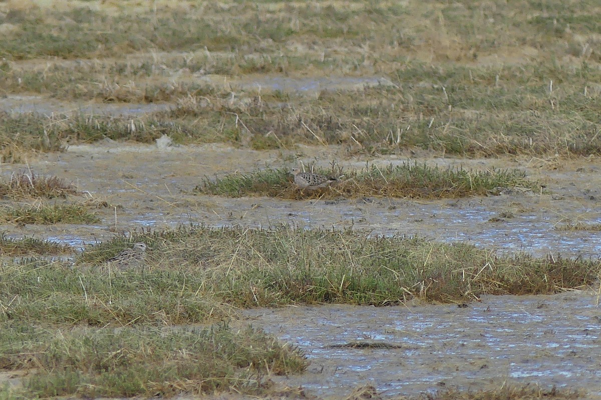 Buff-breasted Sandpiper - ML302821681