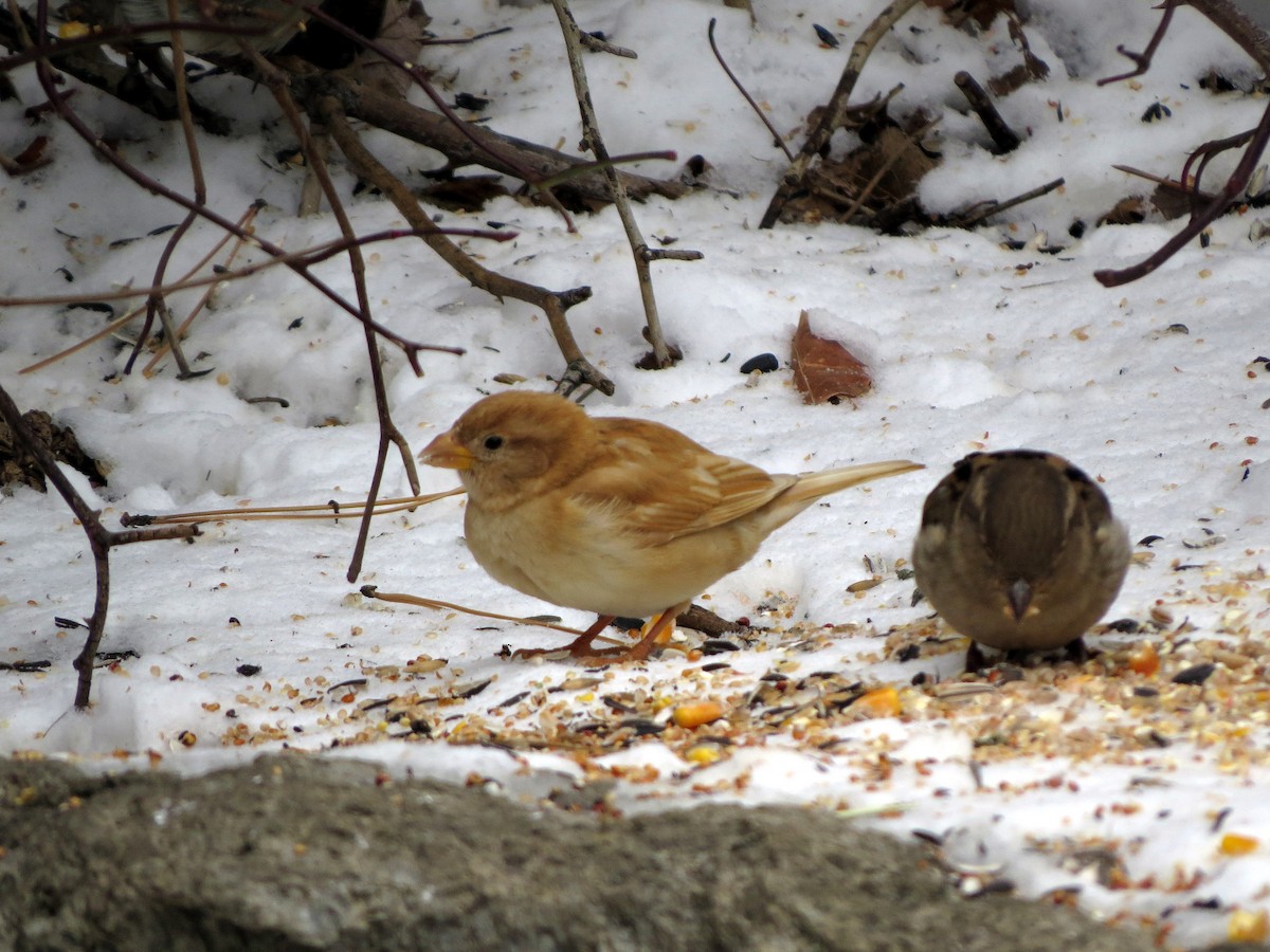 House Sparrow - ML302822551