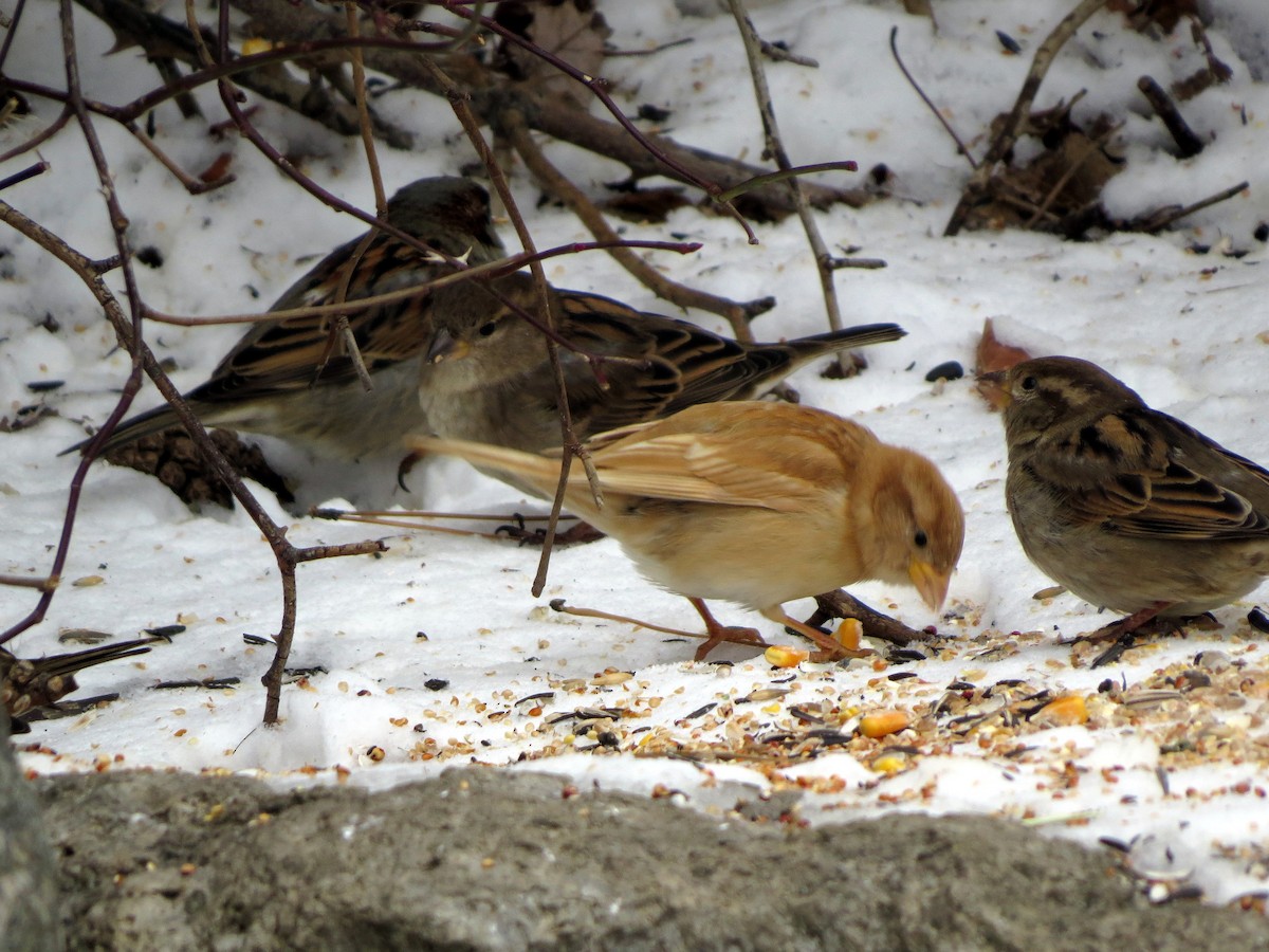 Moineau domestique - ML302822571