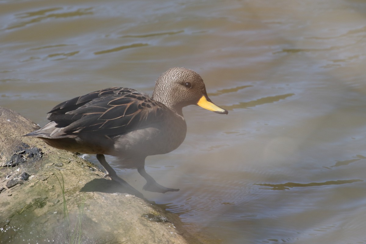 Yellow-billed Teal - ML302823161