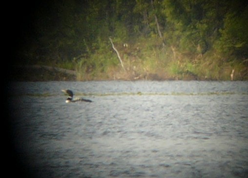 Yellow-billed Loon - ML302823321
