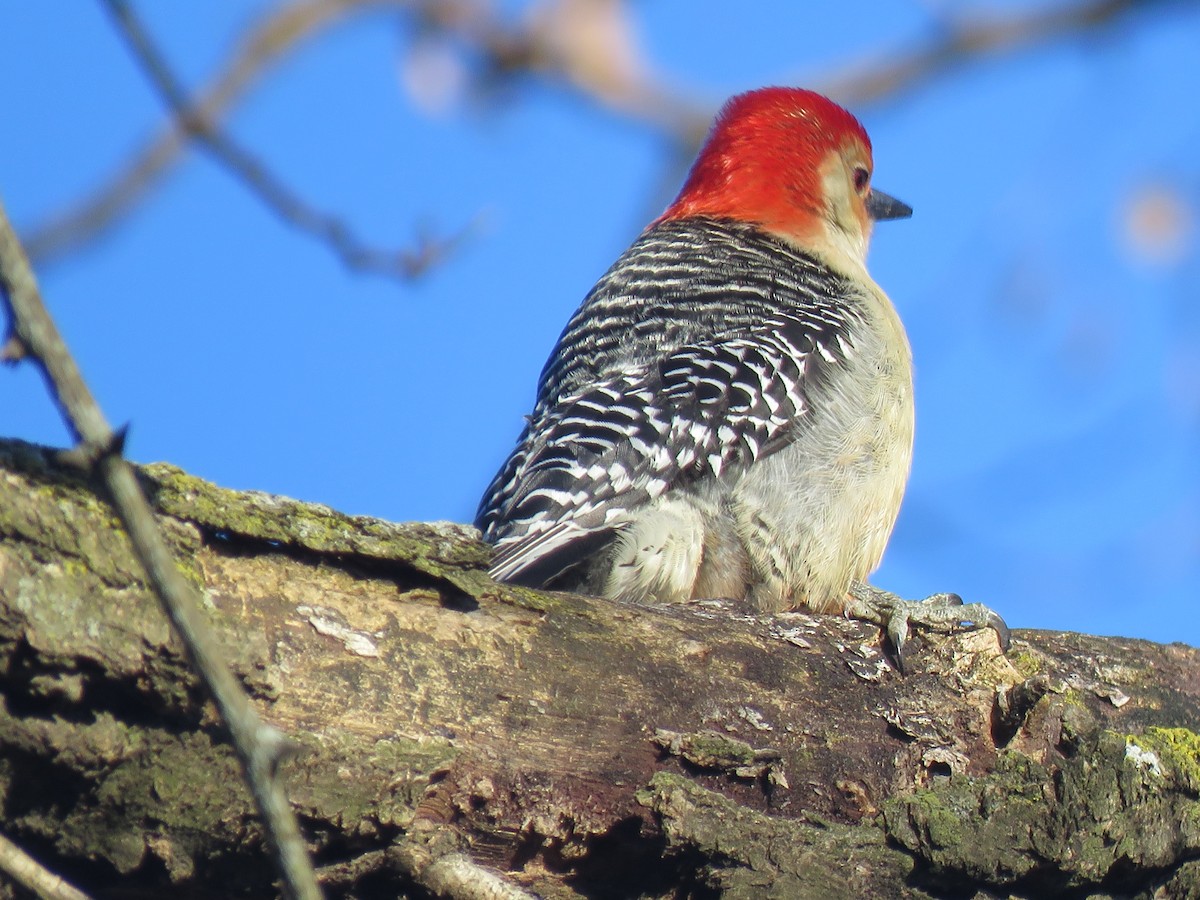 Red-bellied Woodpecker - ML302824801