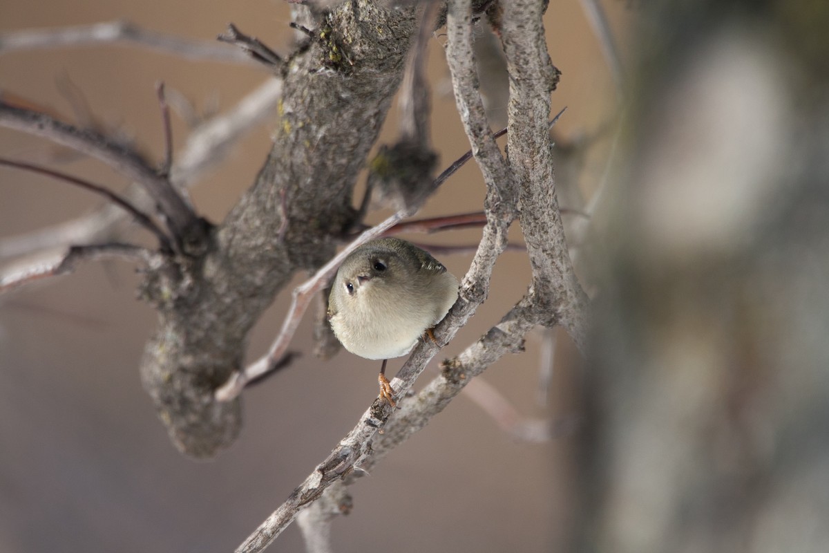 Ruby-crowned Kinglet - Makail Johannesson