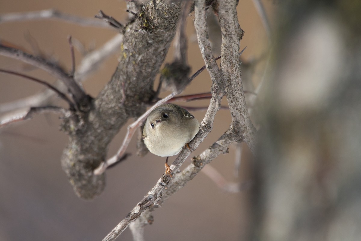 Ruby-crowned Kinglet - ML302825001