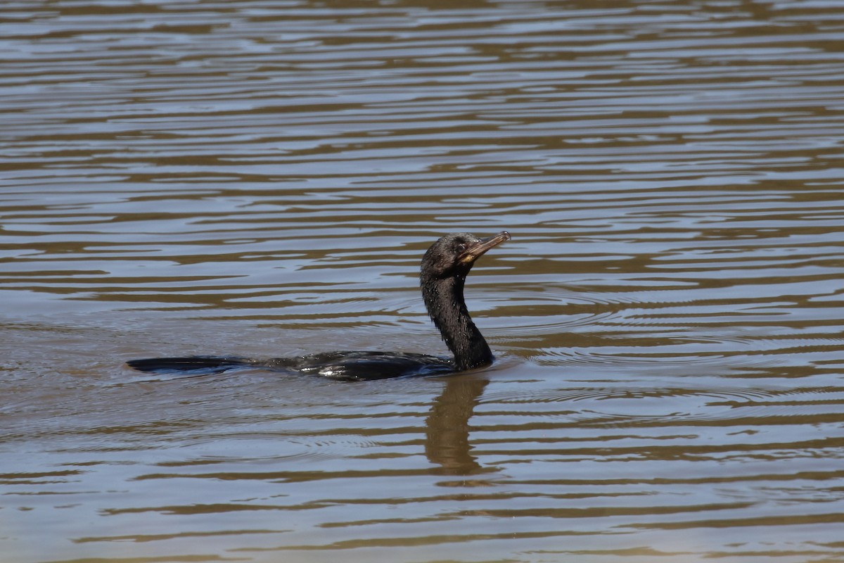 Neotropic Cormorant - ML302825241