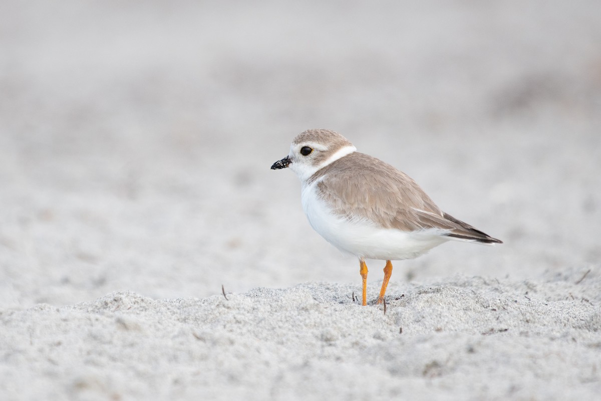 Piping Plover - ML302825621