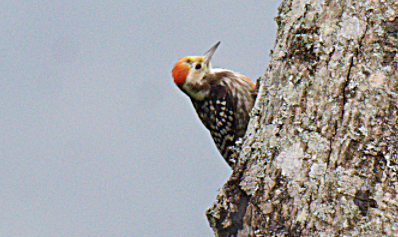 Yellow-crowned Woodpecker - ML302826471