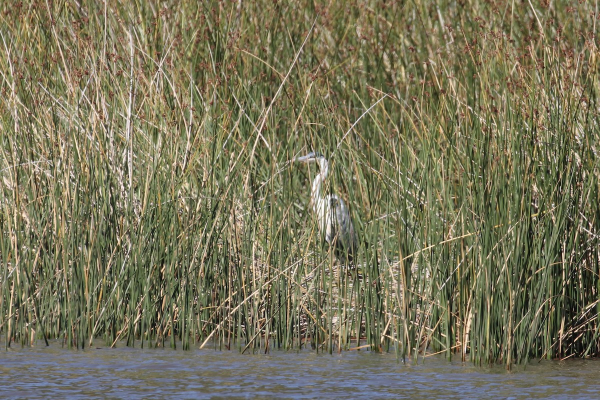 Cocoi Heron - Claudio Véliz