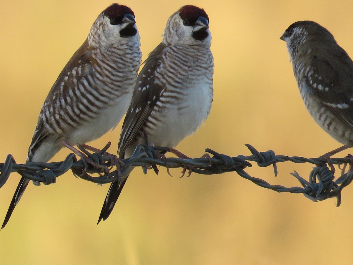 Plum-headed Finch - ML30282841