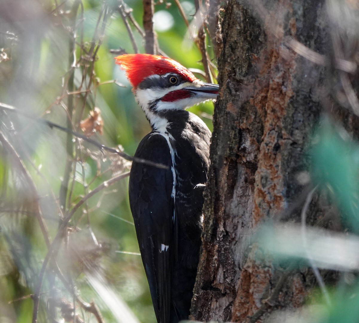 Pileated Woodpecker - Pam Vercellone-Smith