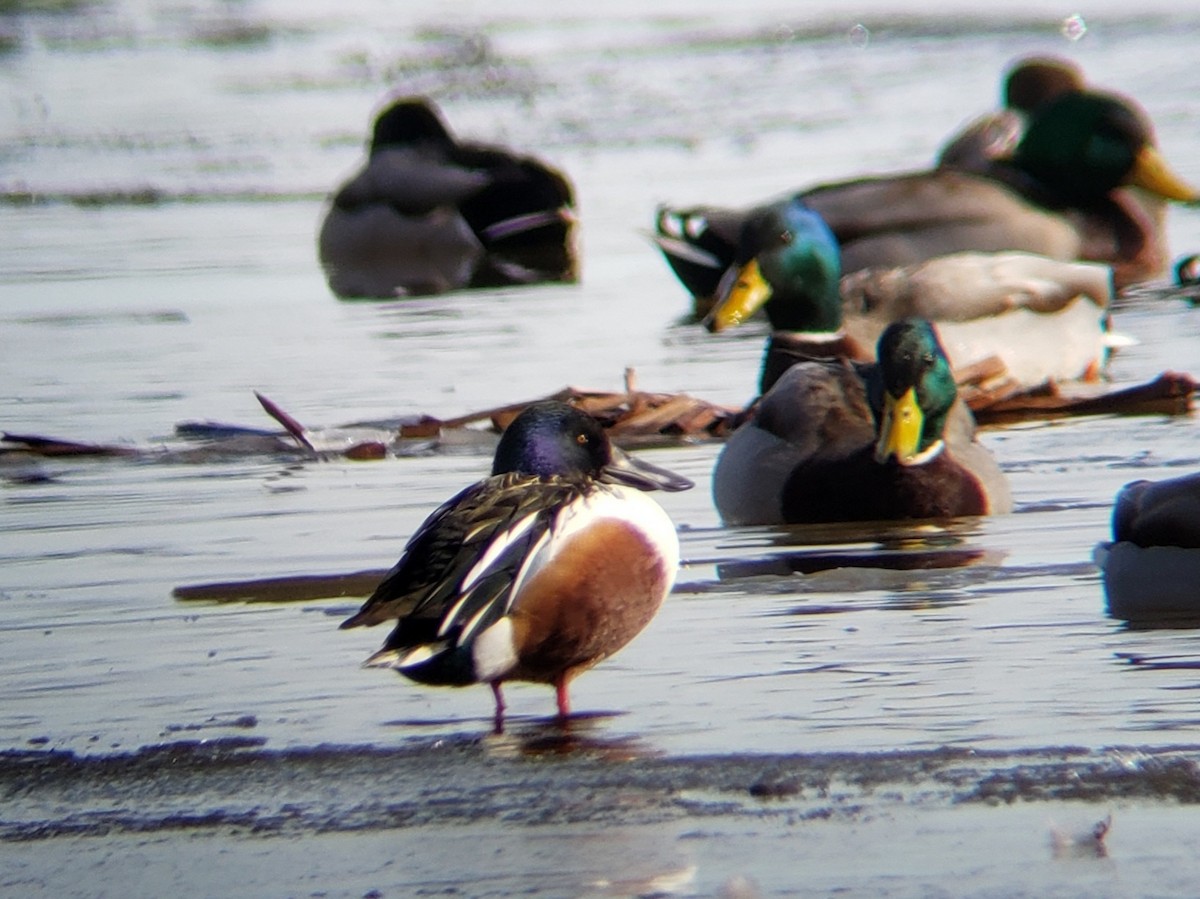 Northern Shoveler - ML302830221