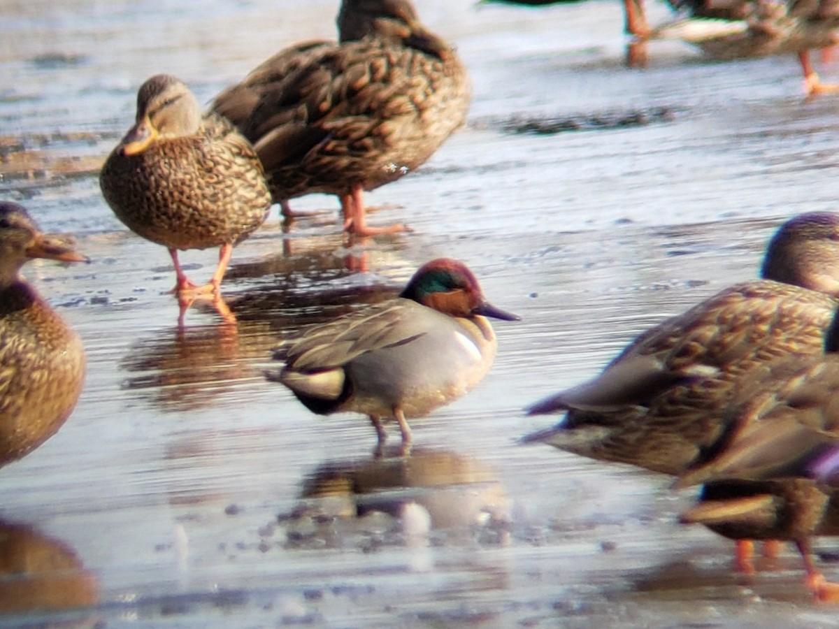Green-winged Teal - ML302830321