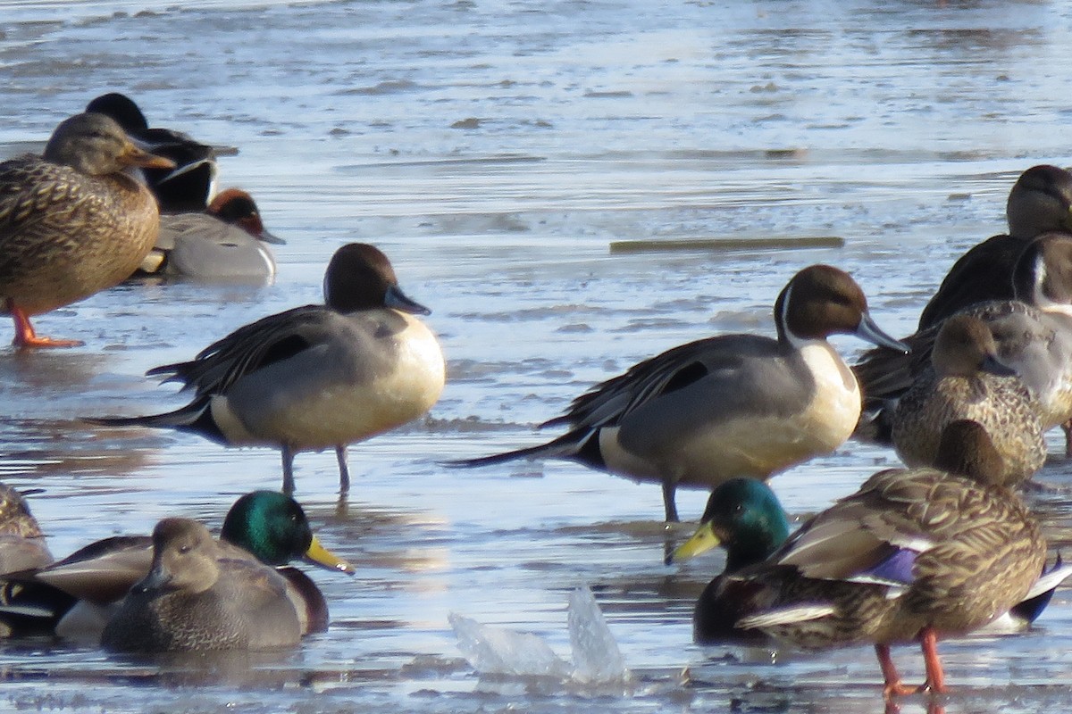 Northern Pintail - ML302830451
