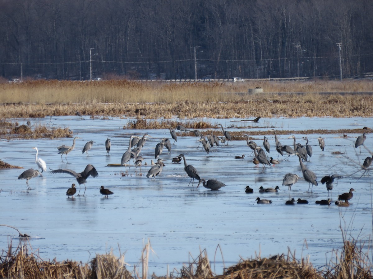 Great Blue Heron - Gavin Svenson