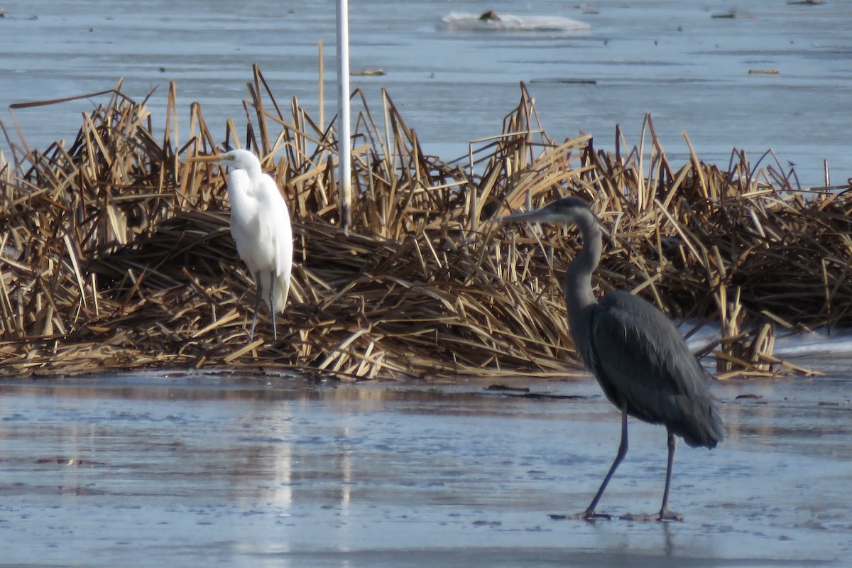 Great Egret - ML302831841