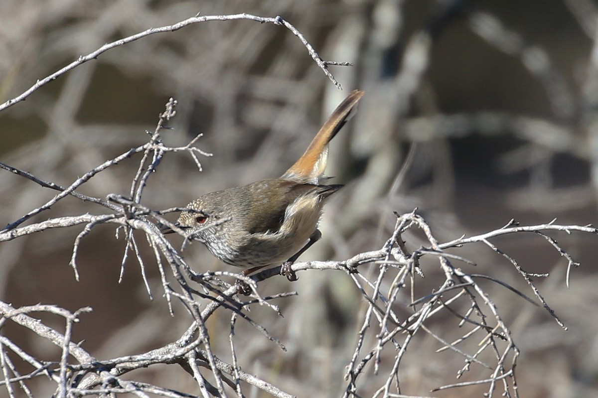 Inland Thornbill - ML30283211