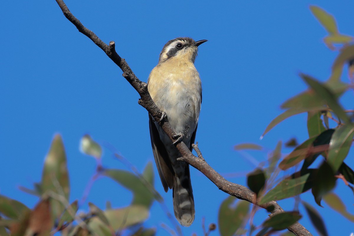 Black-eared Cuckoo - Bill Twiss