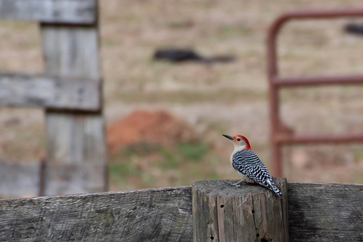 Red-bellied Woodpecker - James M Salinas