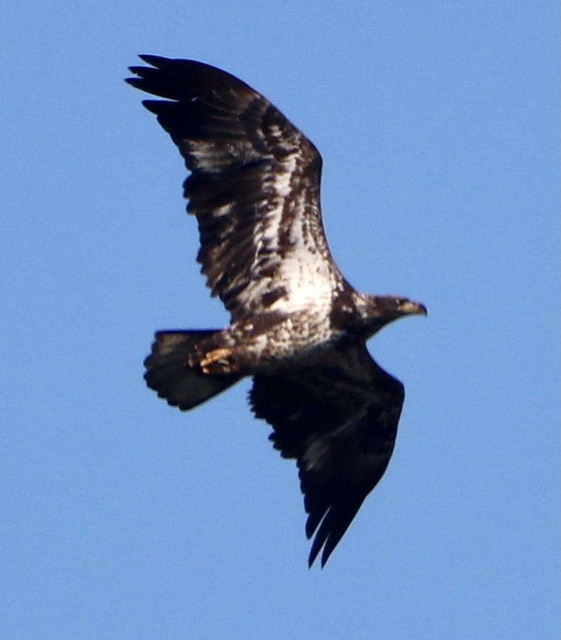 Bald Eagle - ML302832441