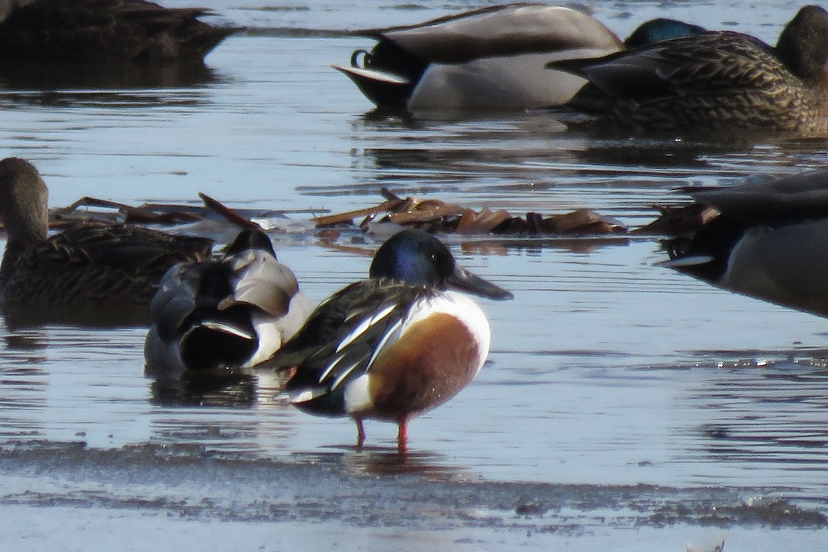 Northern Shoveler - ML302832831
