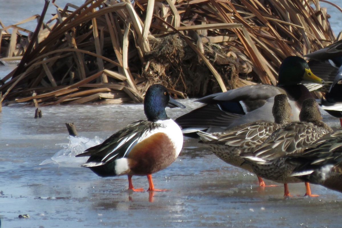 Northern Shoveler - ML302832911