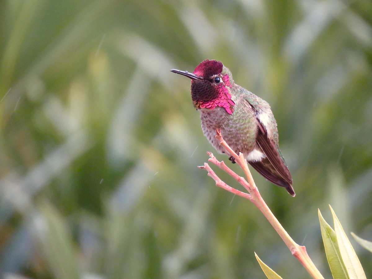 Colibrí de Anna - ML302833021