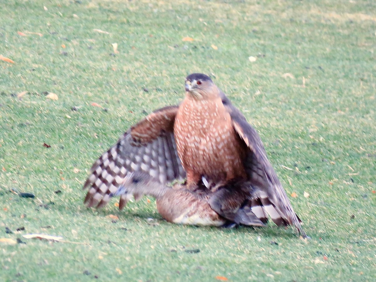 Cooper's Hawk - ML302833411