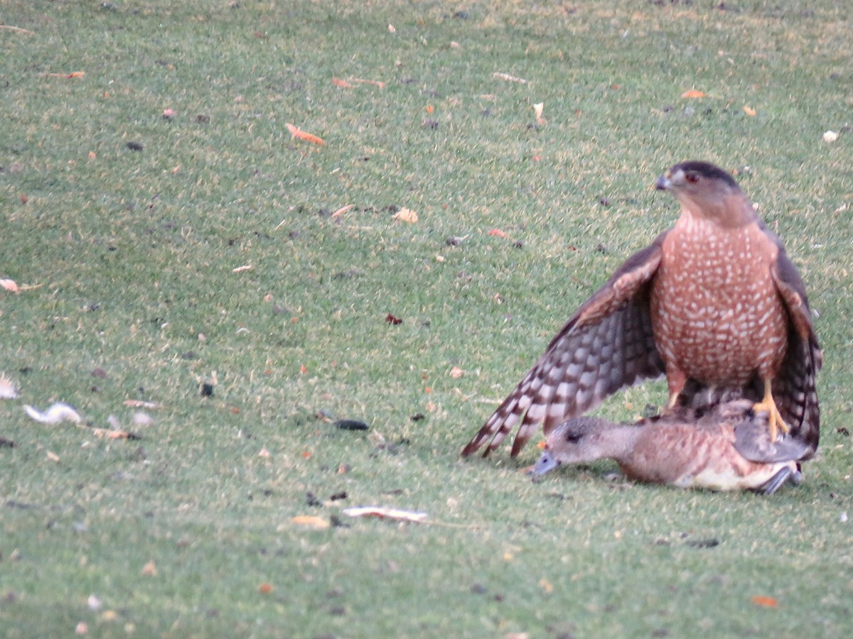 Cooper's Hawk - ML302833991