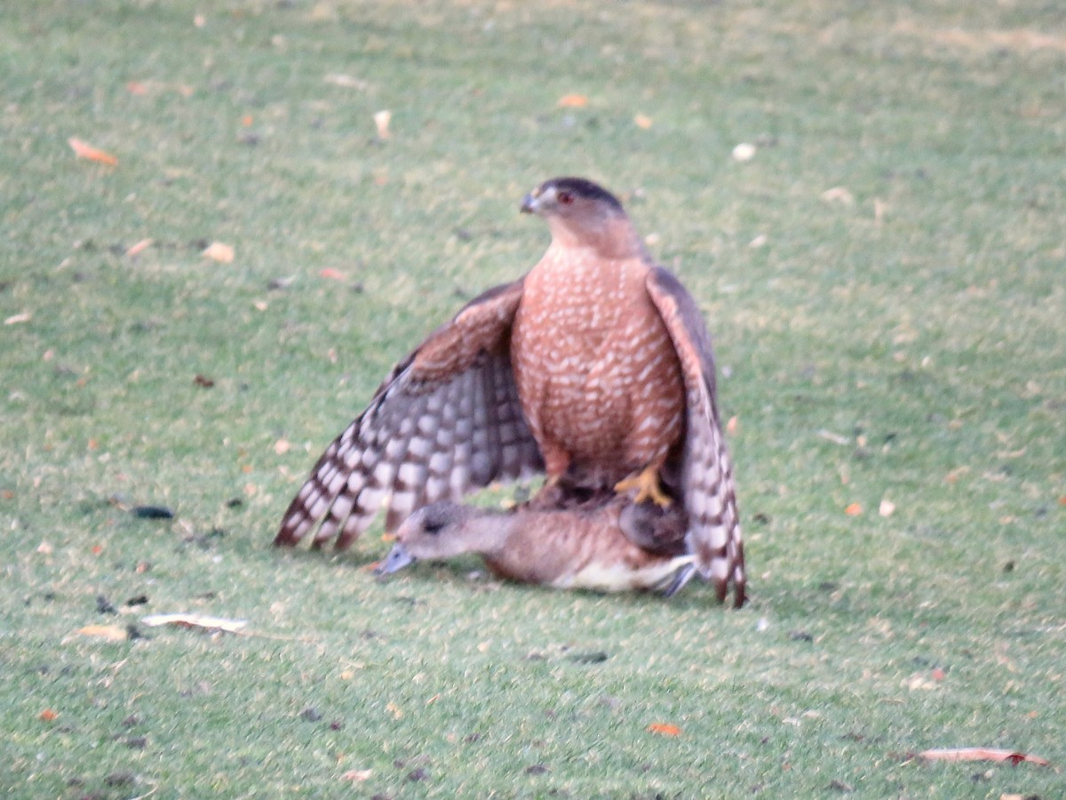 Cooper's Hawk - ML302834021