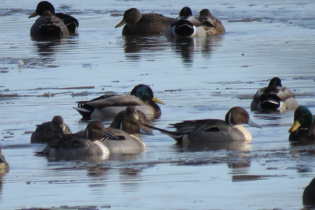 Northern Pintail - ML302834091
