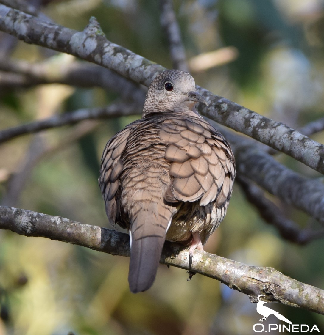 Inca Dove - Ernesto Meneses Berger