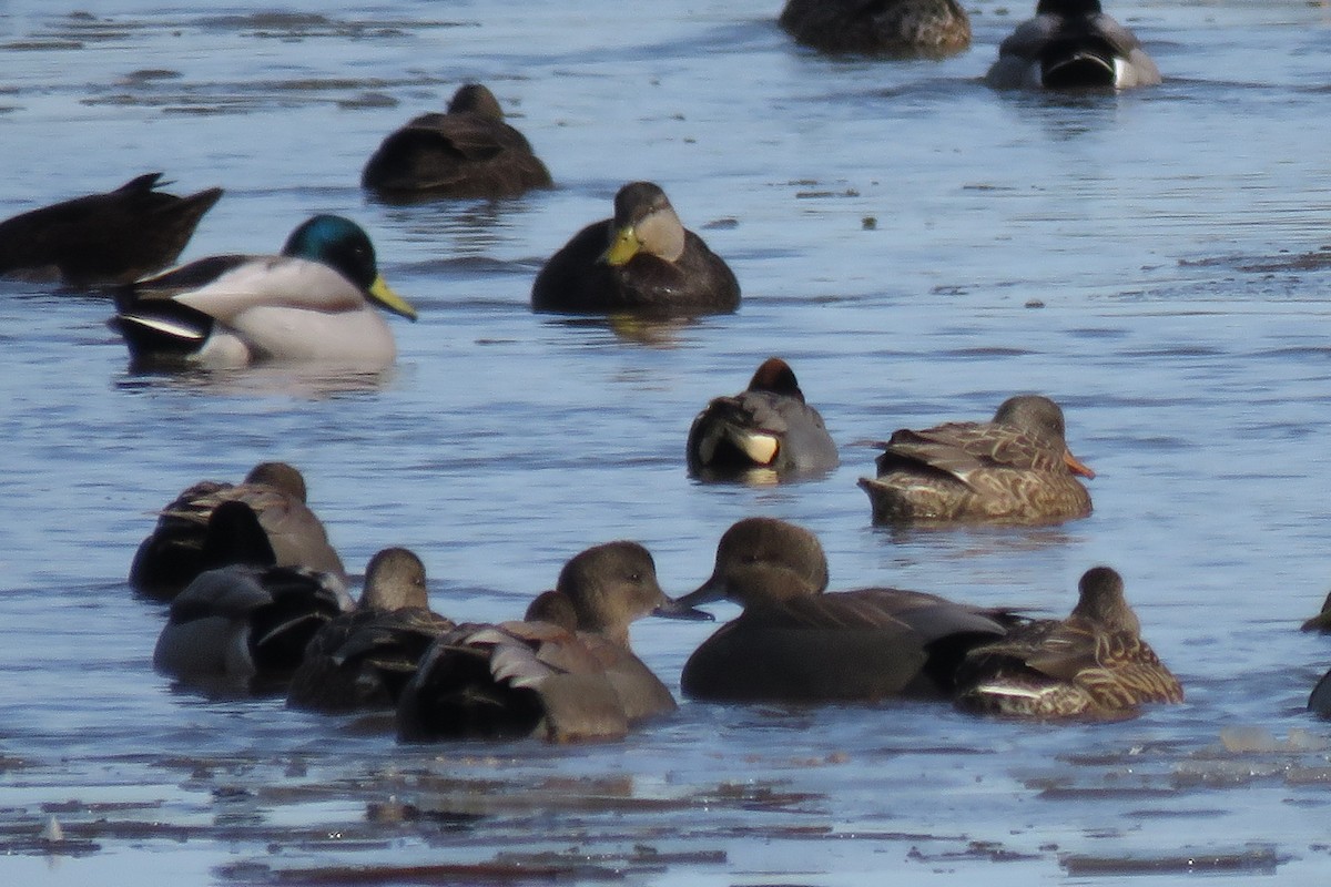 Gadwall - ML302837341