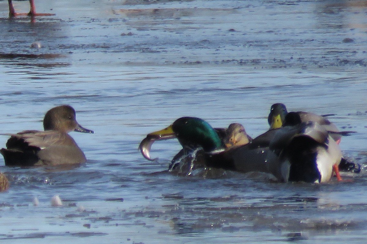 Mallard - Gavin Svenson