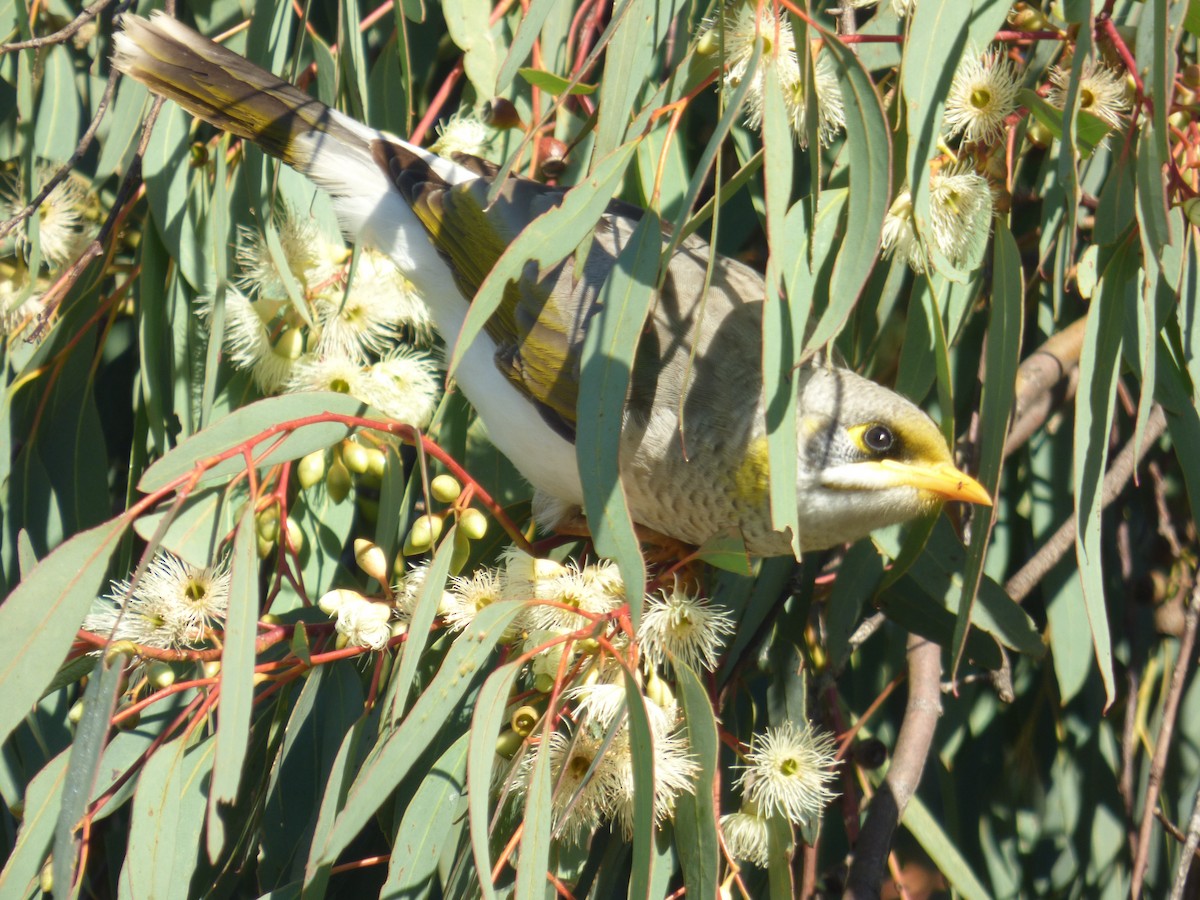 Yellow-throated Miner - ML30283811