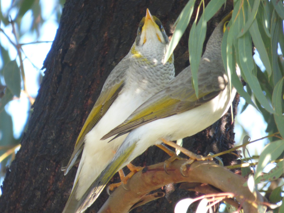 Yellow-throated Miner - ML30283831