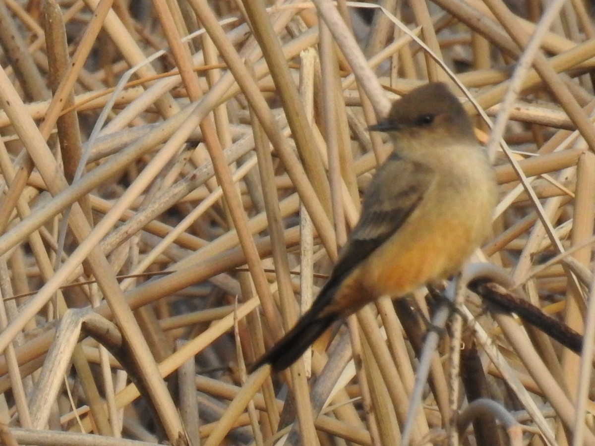 Say's Phoebe - ML302839851